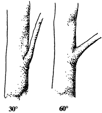 Fig. 8: Illustration of selecting branches to prune based on angle of attachment. 